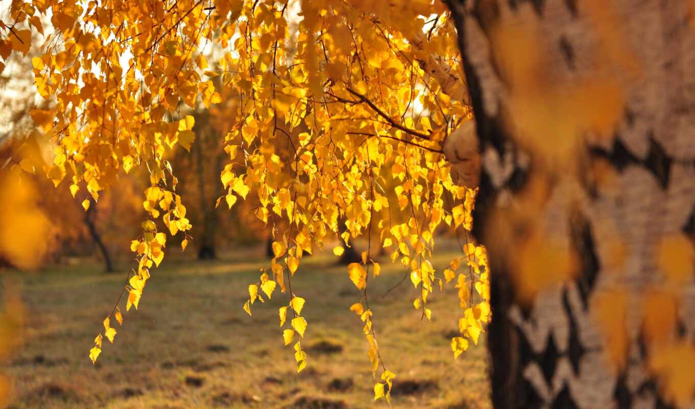 sheet, autumn, birch tree