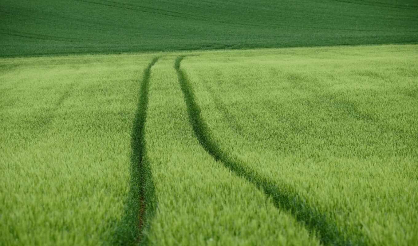 пшеница, поле, fone