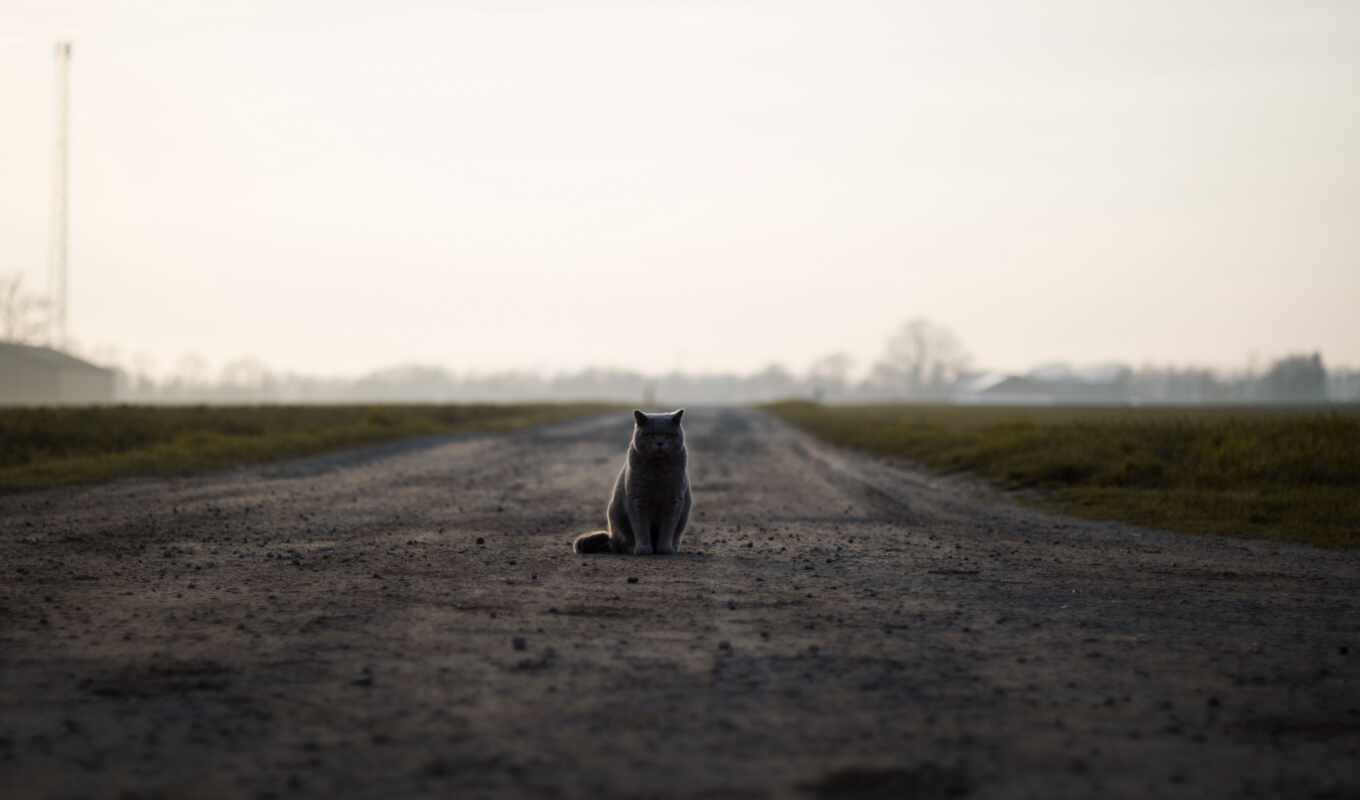 road, cat, expensive, sit