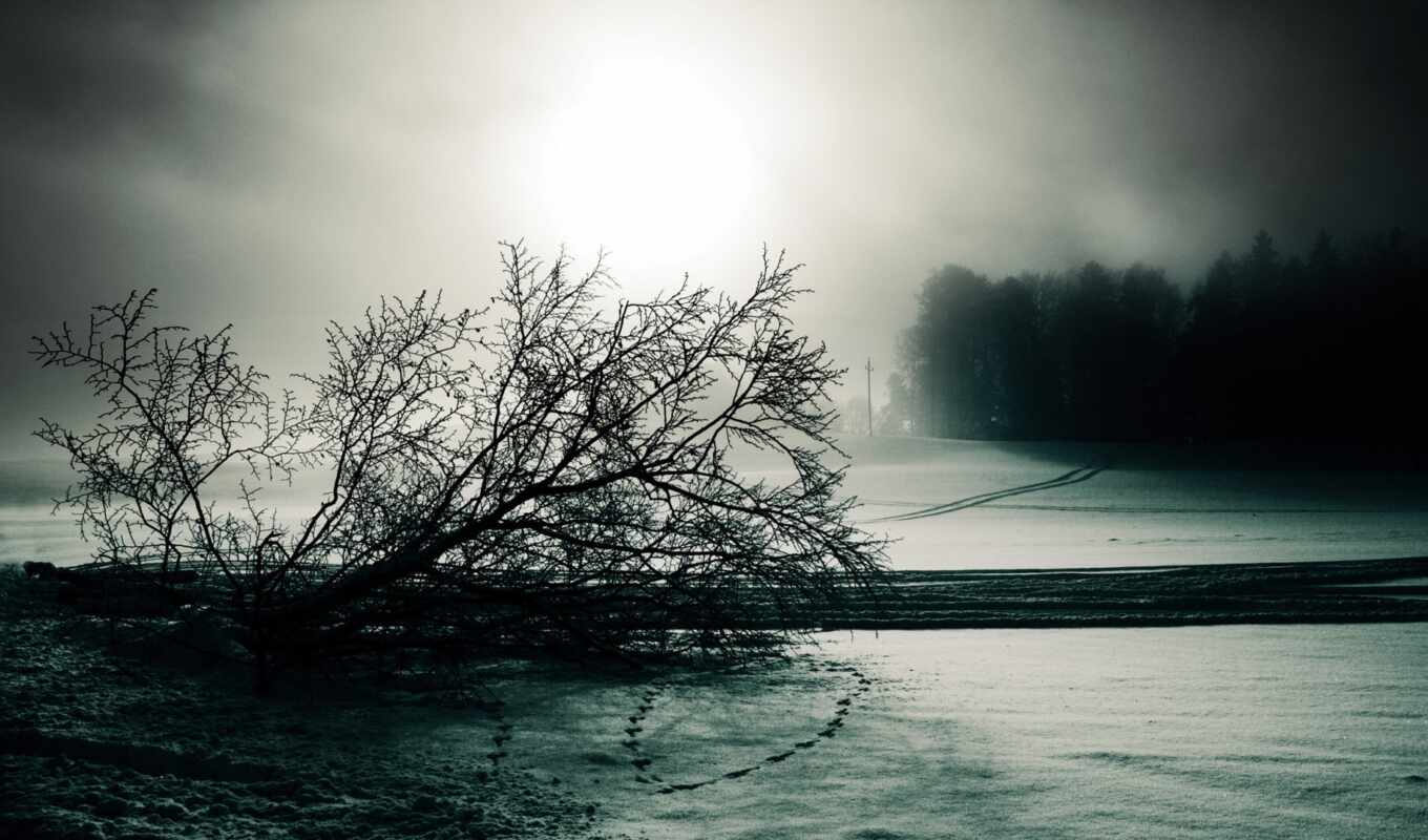 black, tree, snow, white, winter, footprints, fog, dark