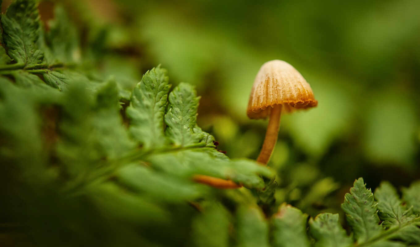 macro, mushroom, fern, toadstool