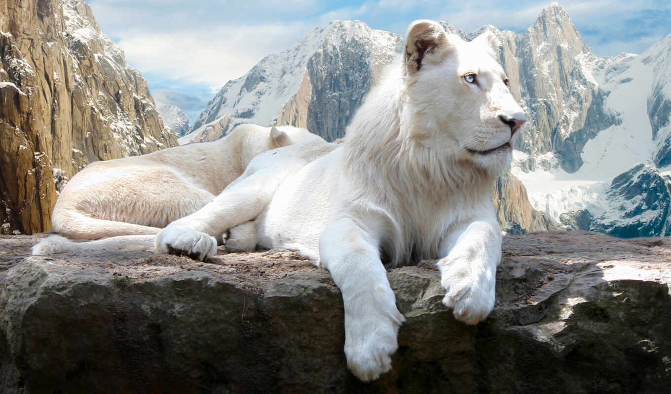 white, lion, кот, львы, zhivotnye, горы, альбиносы