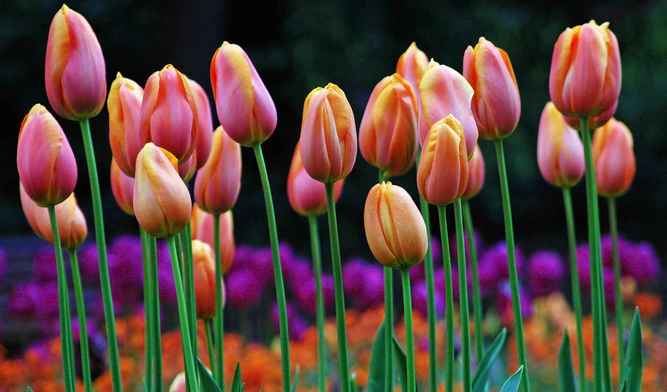 the, lan, hoa, tulip, most, action, màu