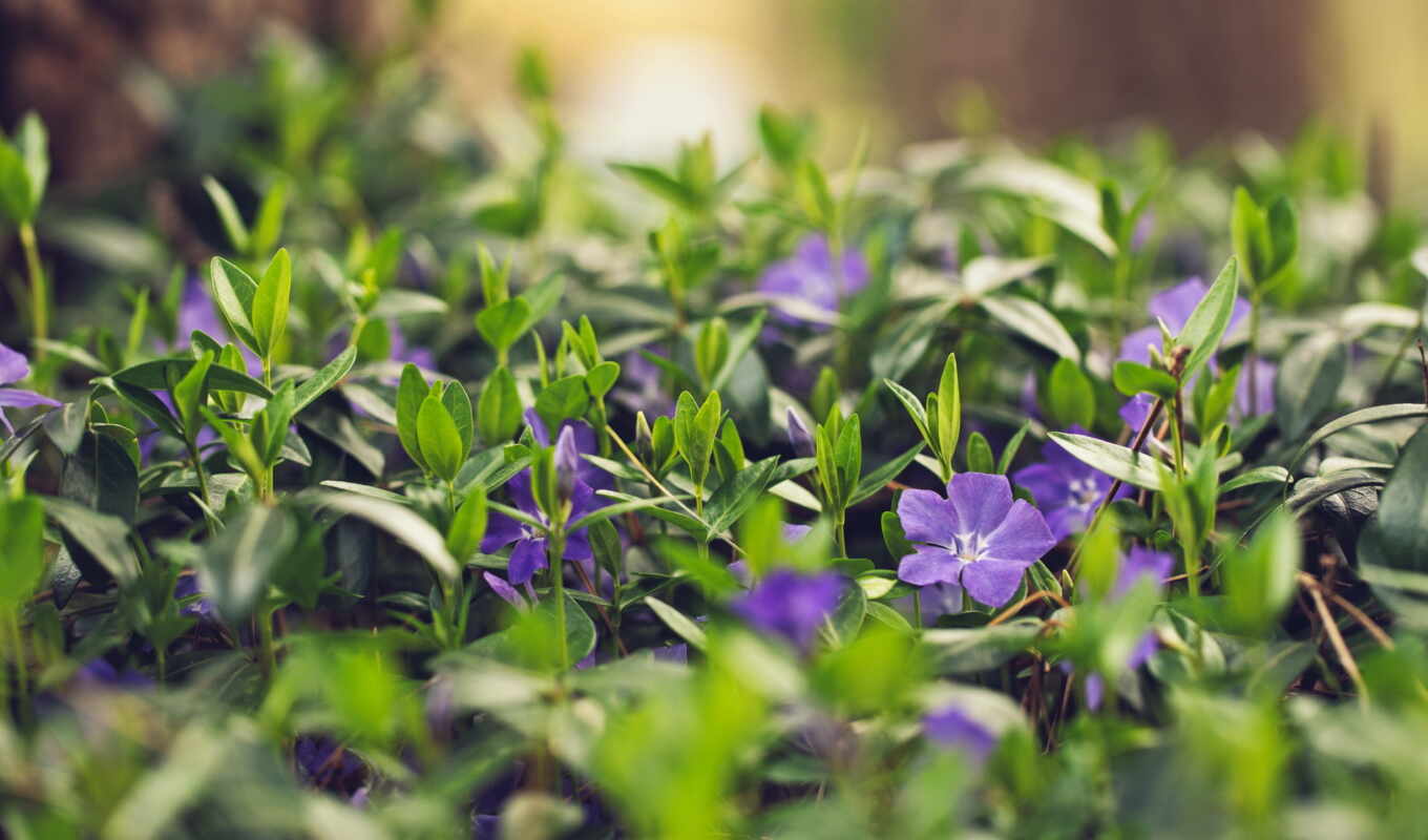 природа, цветы, iphone, summer, free, purple, трава, flowers
