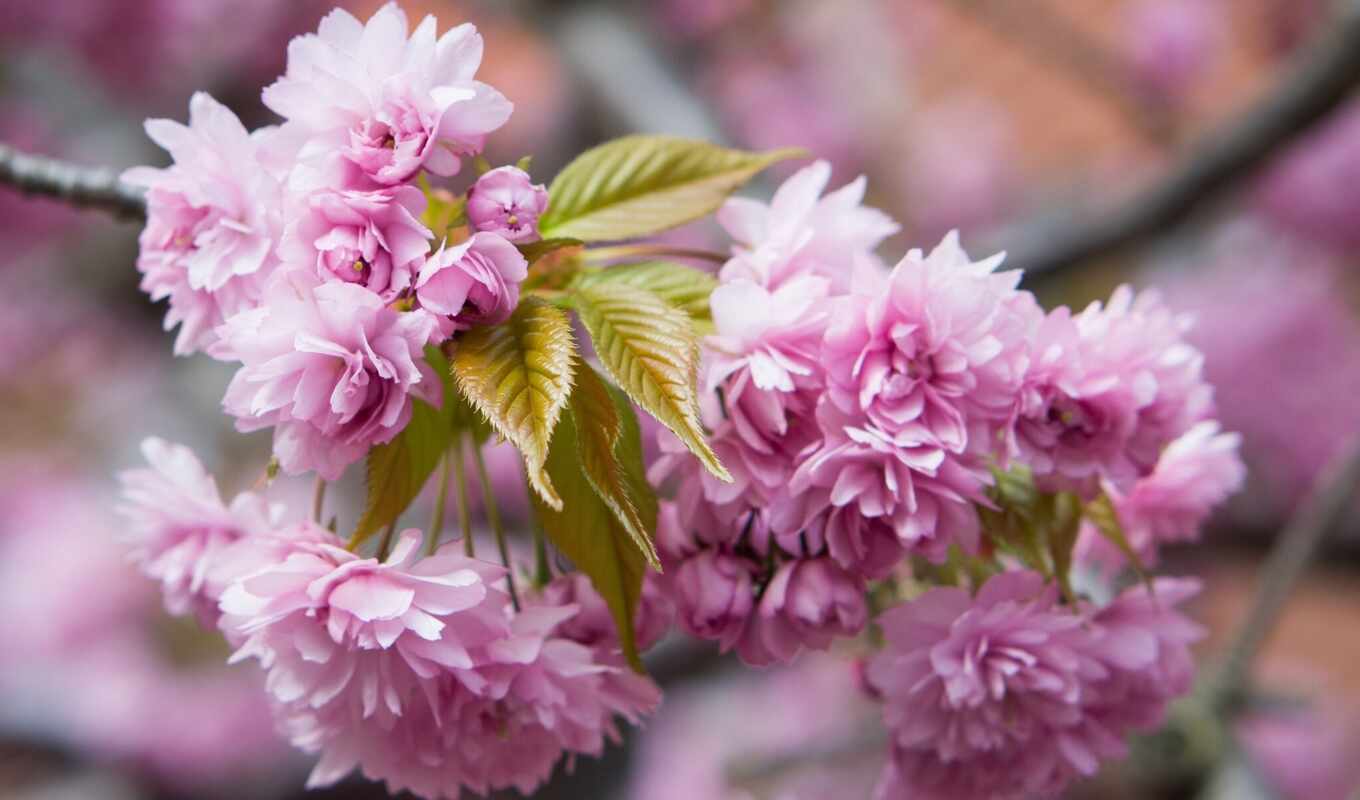 дерево, Сакура, розовые, branch, весна, цветение, trees, цветами, cvety, розовыми