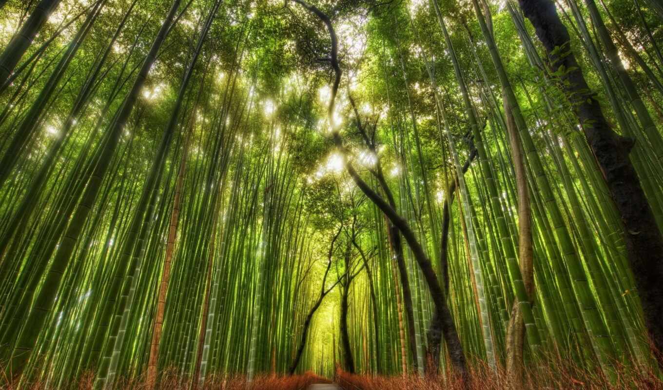 nature, forest, human, bamboo, travel, alley