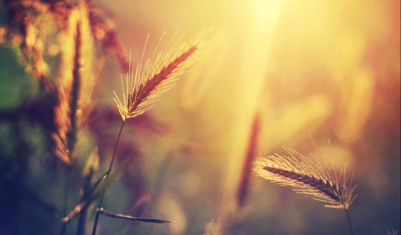 sun, light, grass, earrings, plant, morning, spikelet, summer, makryi