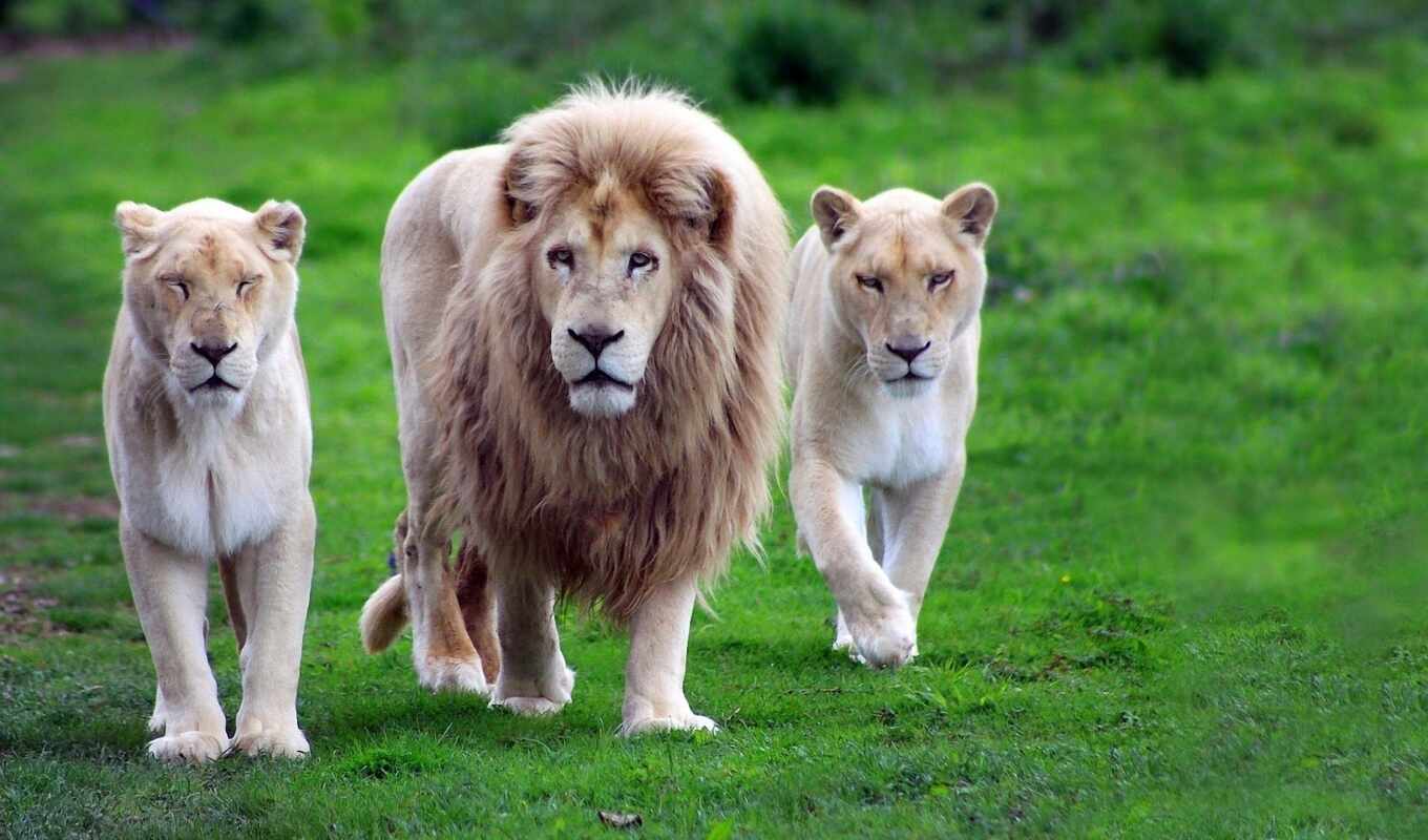 white, lion, cat, left, animal, family, lioness, pride