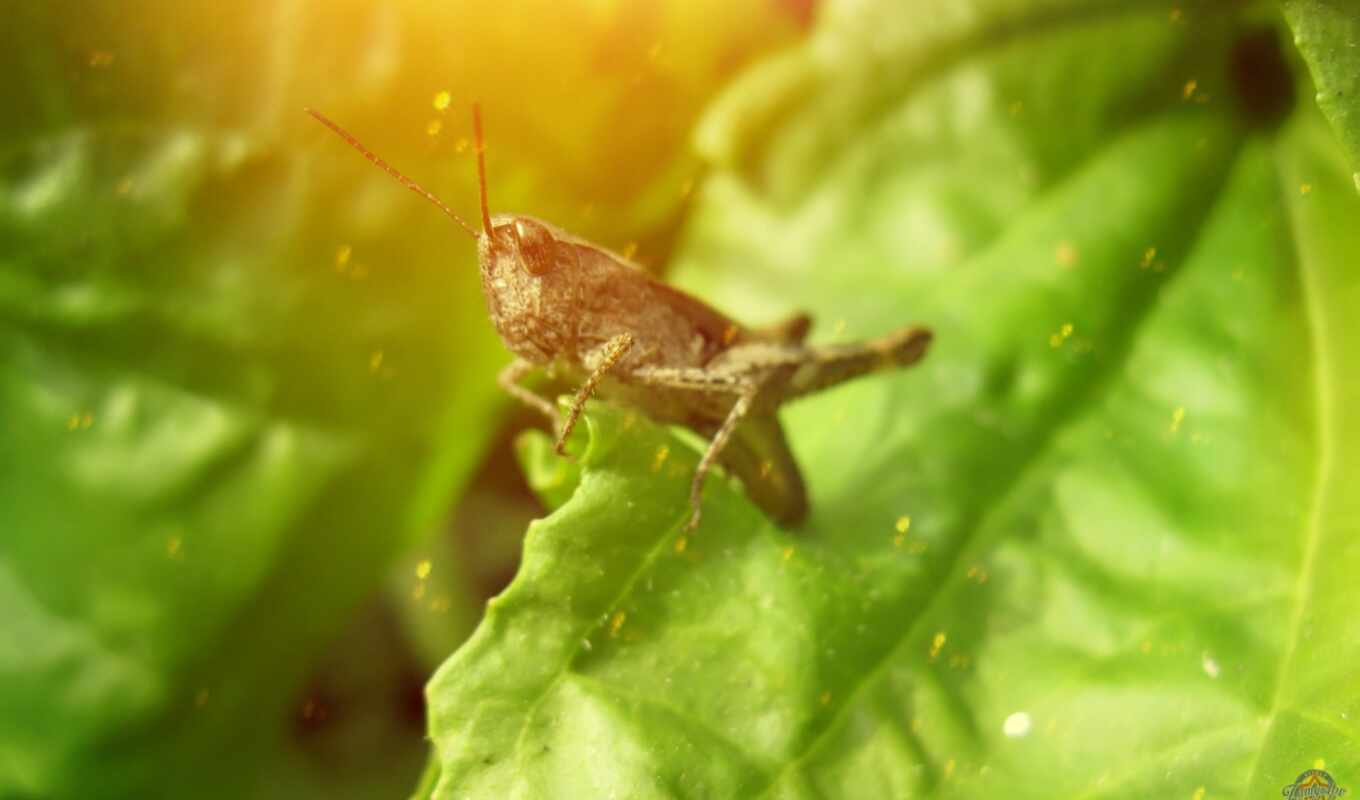 telephone, ipad, a laptop, animal, verde, insect, grasshopper, mocah