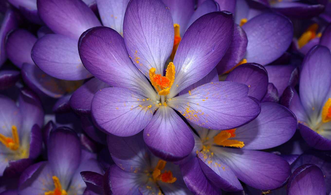 цветы, purple