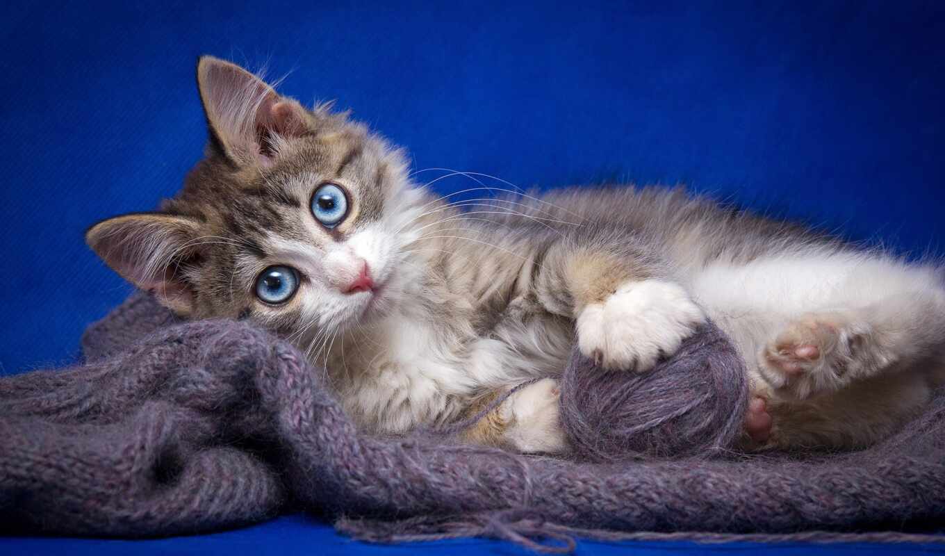 blue, view, cat, kitty, wool, ball