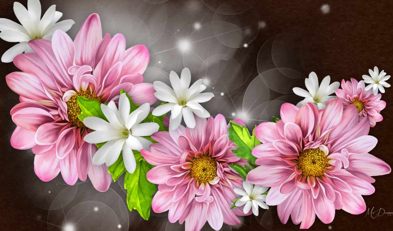 flowers, pink, aster