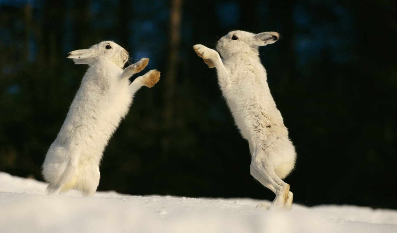 подборка, картинка, под, картинок, снегу, заяц, зайцы, деревом, zhivotnye, зайцами, роет