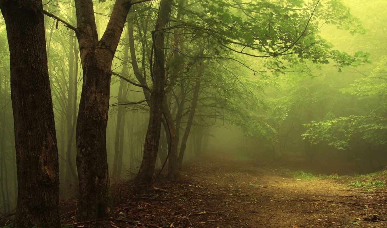 природа, туман, широкоформатные, лес, красивые, закат, бесплатные, 