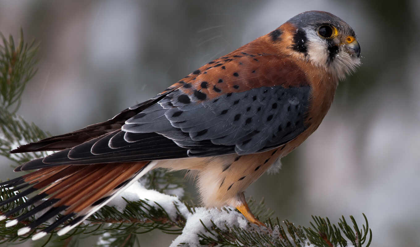 snow, winter, photos, bird, zhivotnye, branch, birds, in winter, sparrowhawk, balaban, salt