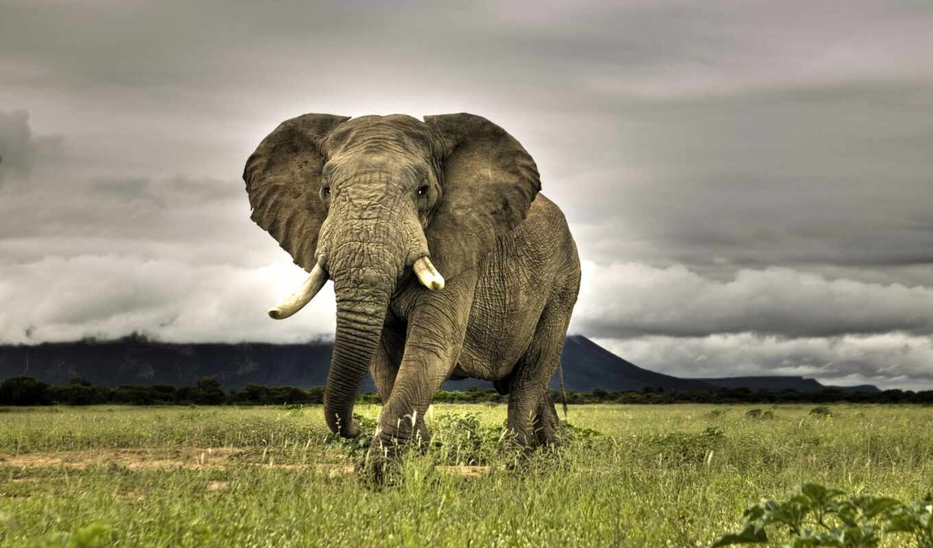 landscape, слон, animal, африка