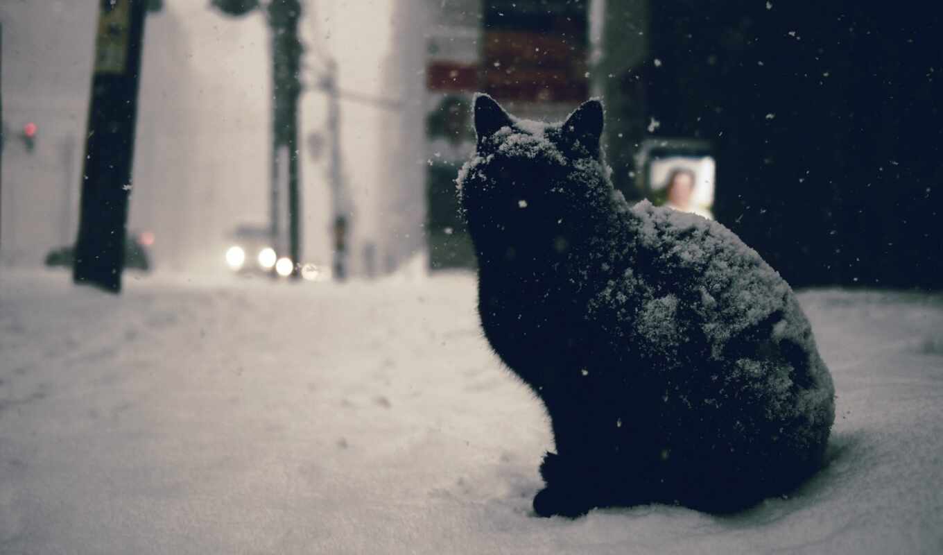 город, снег, кот, car, teahub
