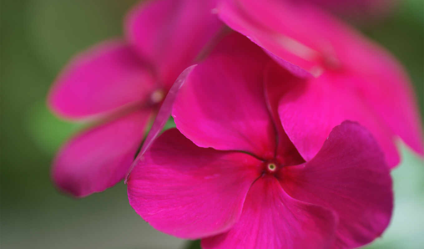 petals, pink