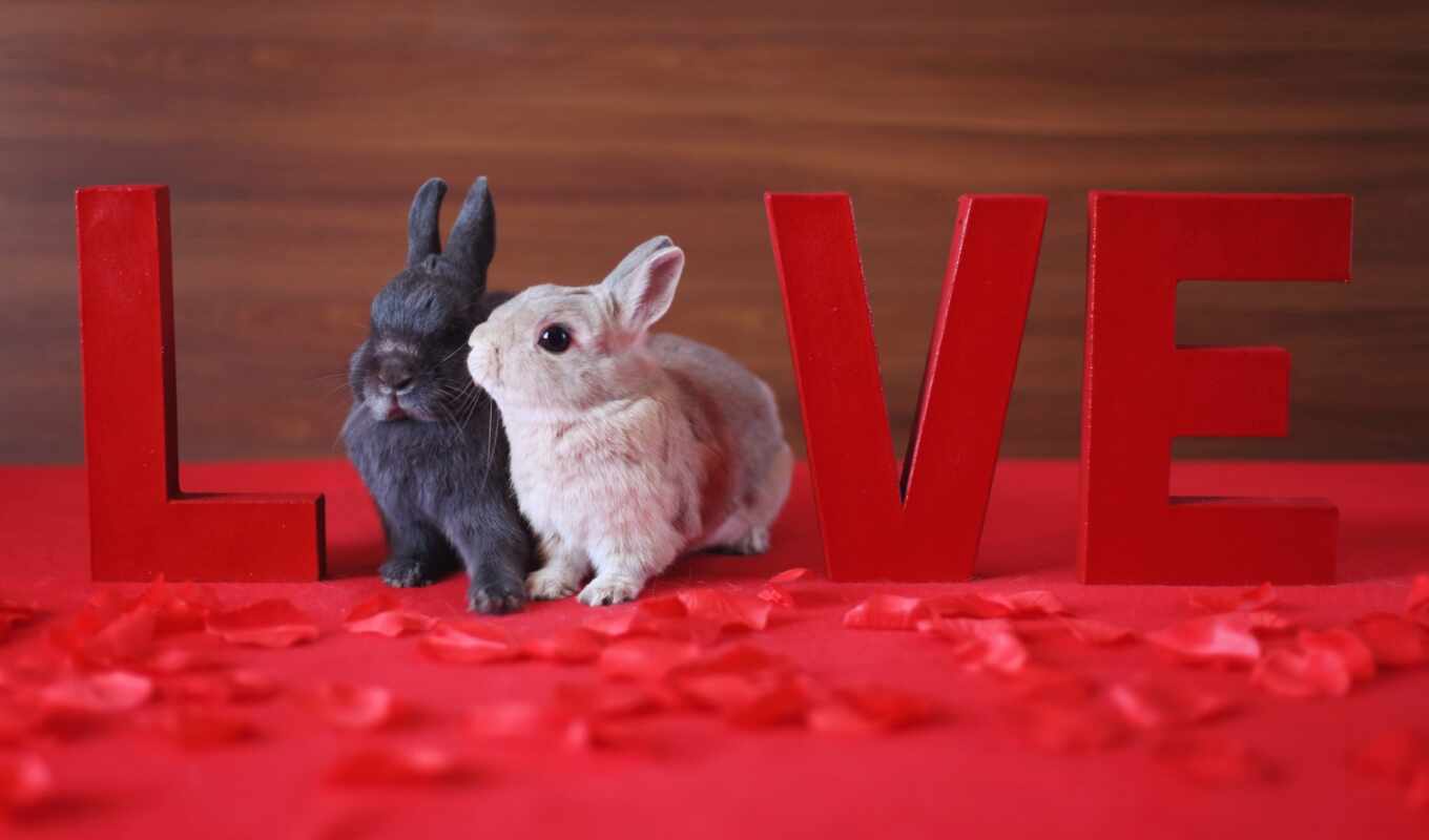love, white, red, animal, кролик, лепесток, два