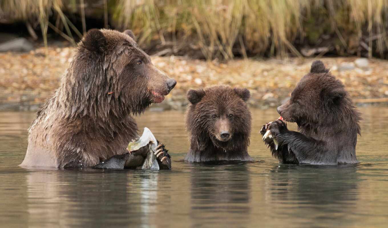 water, three, brown, animal, the cub, trio, grizzly