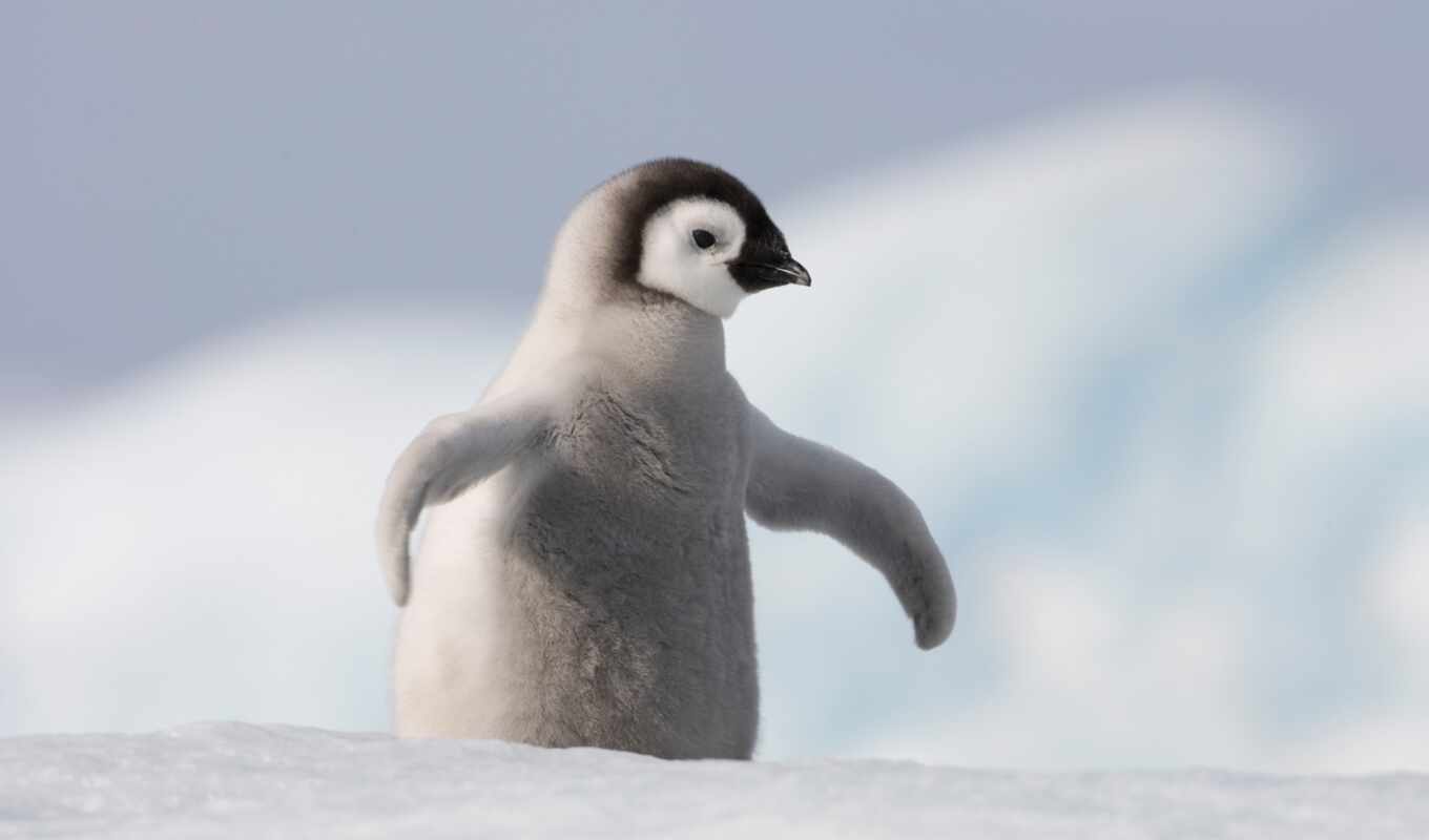 картинка, пингвин, pingvinenok