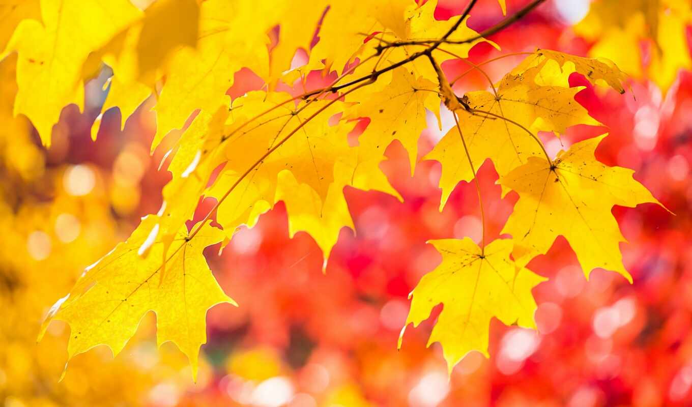 лист, осень, maple
