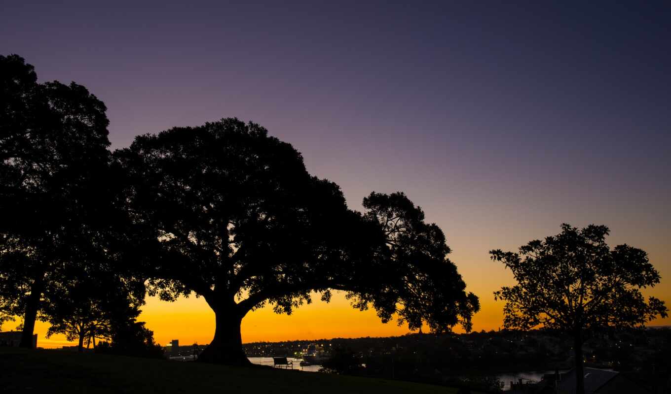 дерево, закат, pic