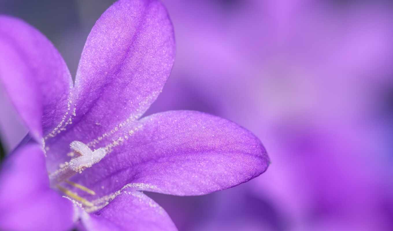 цветы, purple, bild, foto, gratis, ковёр, libre, pixabay, regal-a, phlox