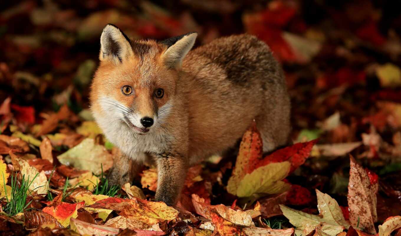 leaves, animals, fox, autumn, foxes