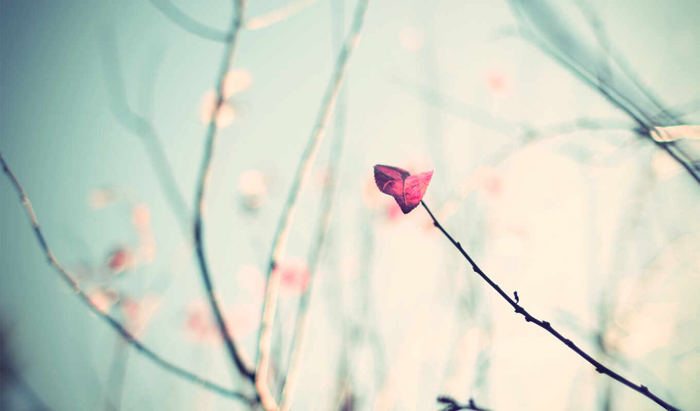 nature, flowers, background, cute, flowers, pink, small