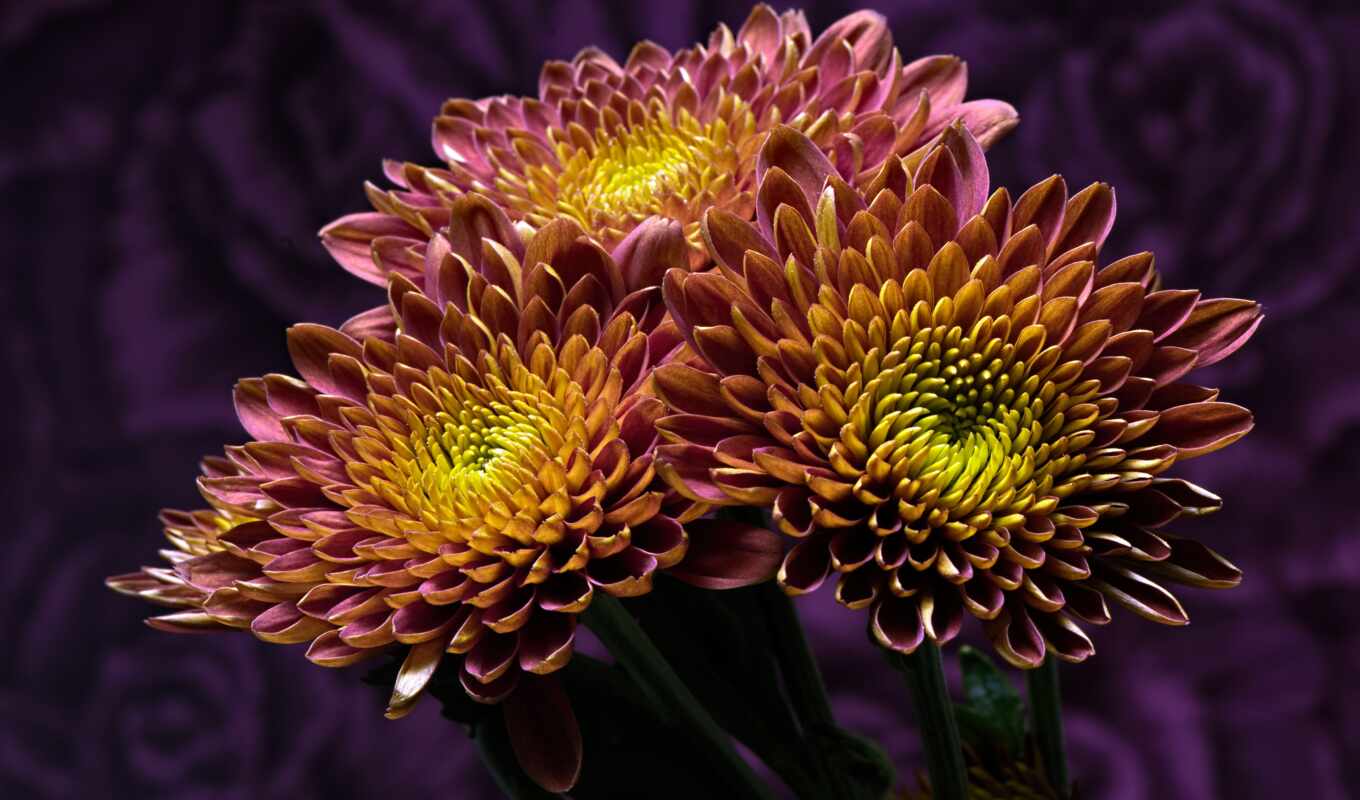 purple, petal, yellow, chrysanthemum, tone