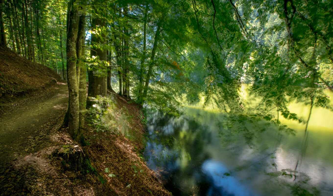 природа, дерево, зелёный, лес, long, река, exposure, fore