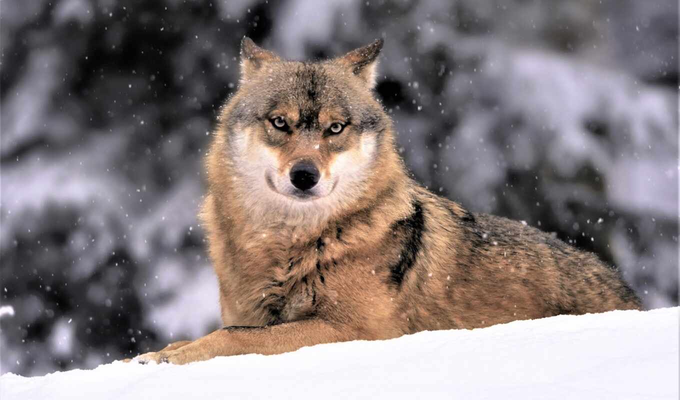 снег, winter, animal, волк