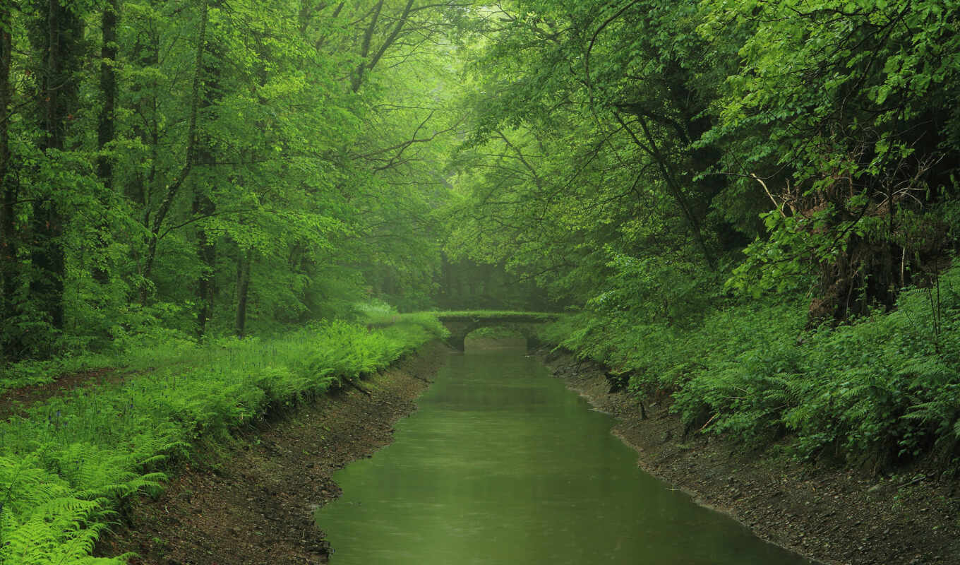nature, high - quality, beautiful, forest, Bridge, forest, river, the woods, noise