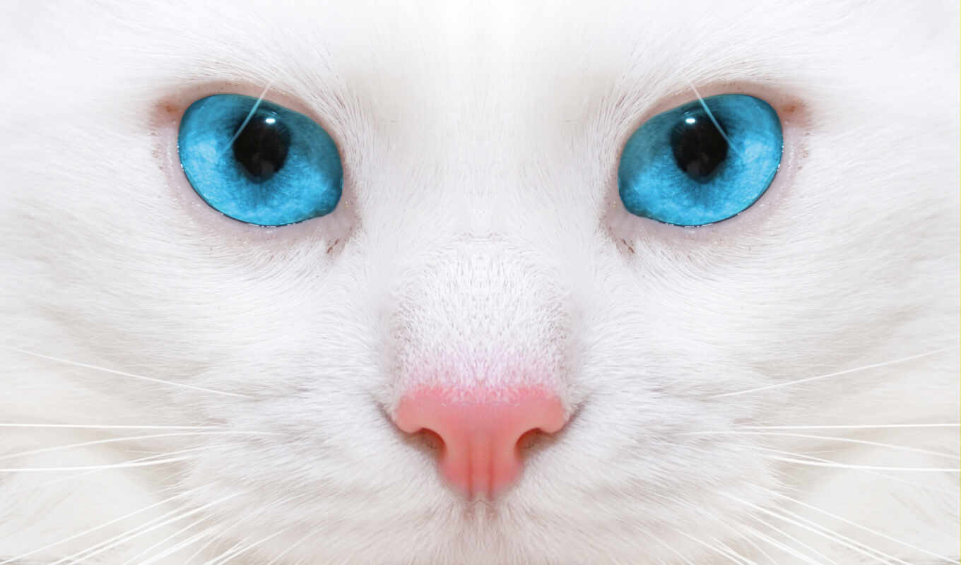 white, белая, кот, красивая, eyes, котенок, micro, пусь, тяначки