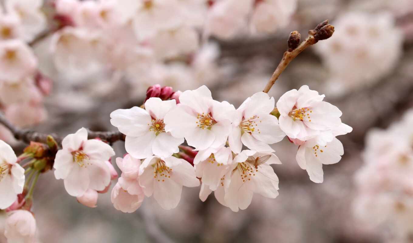 petals, cherry, public, spring, domain, pixabay, uccello