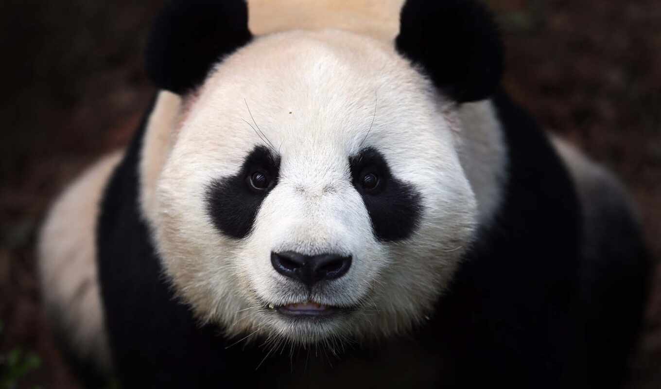 black, white, panda, bear, muzzle, animal