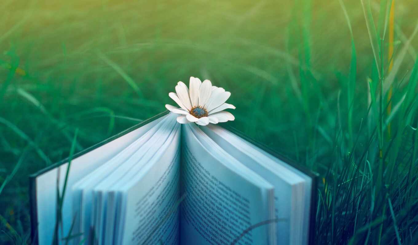 flowers, blue, facebook, book, to find, author, turquoise, buratino