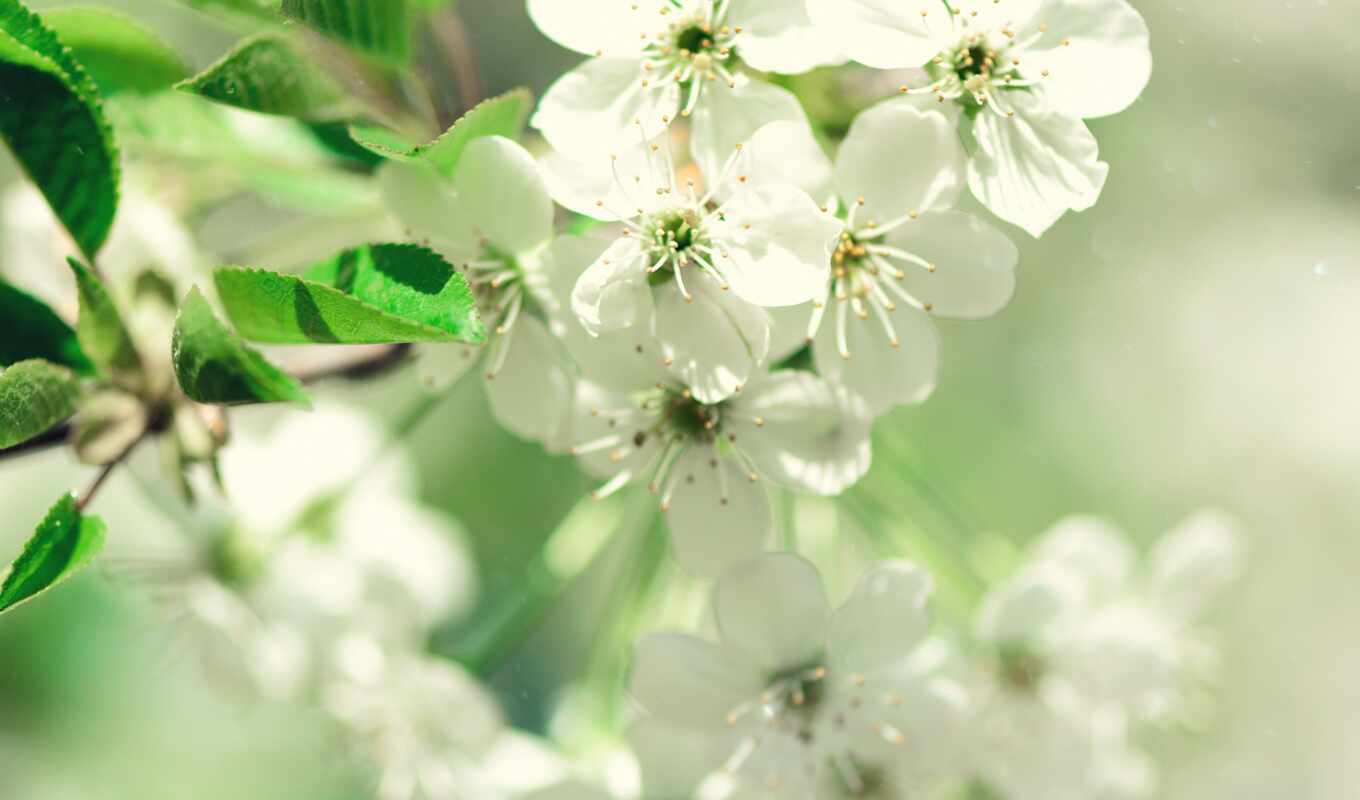 nature, flowers, tree, petals, cherry, sunny, spring