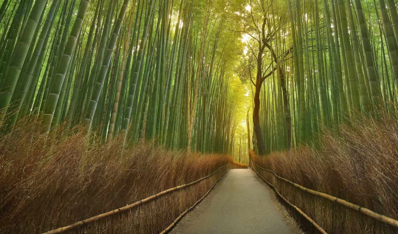taylor, bamboo, travel, Japan, jkboy