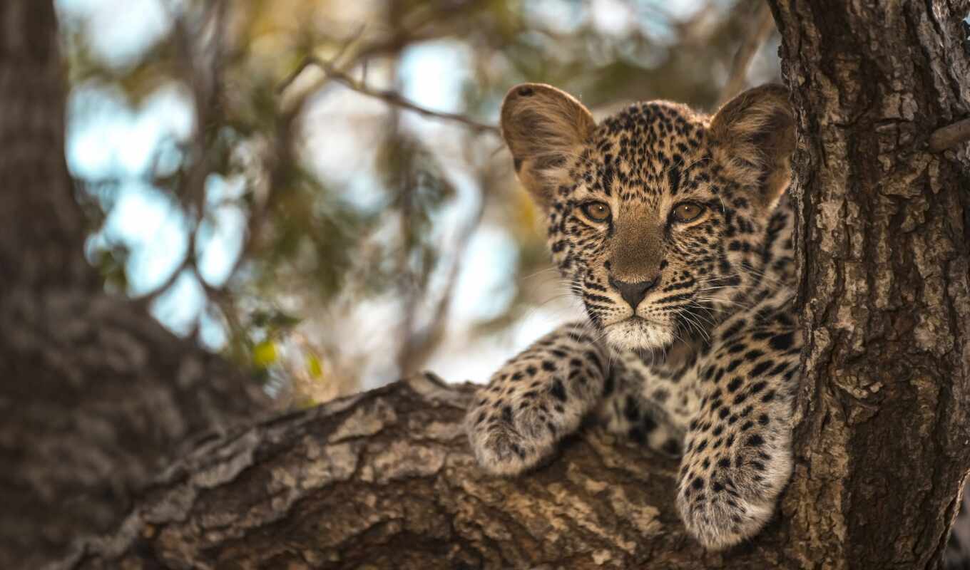 tree, leopard, animal