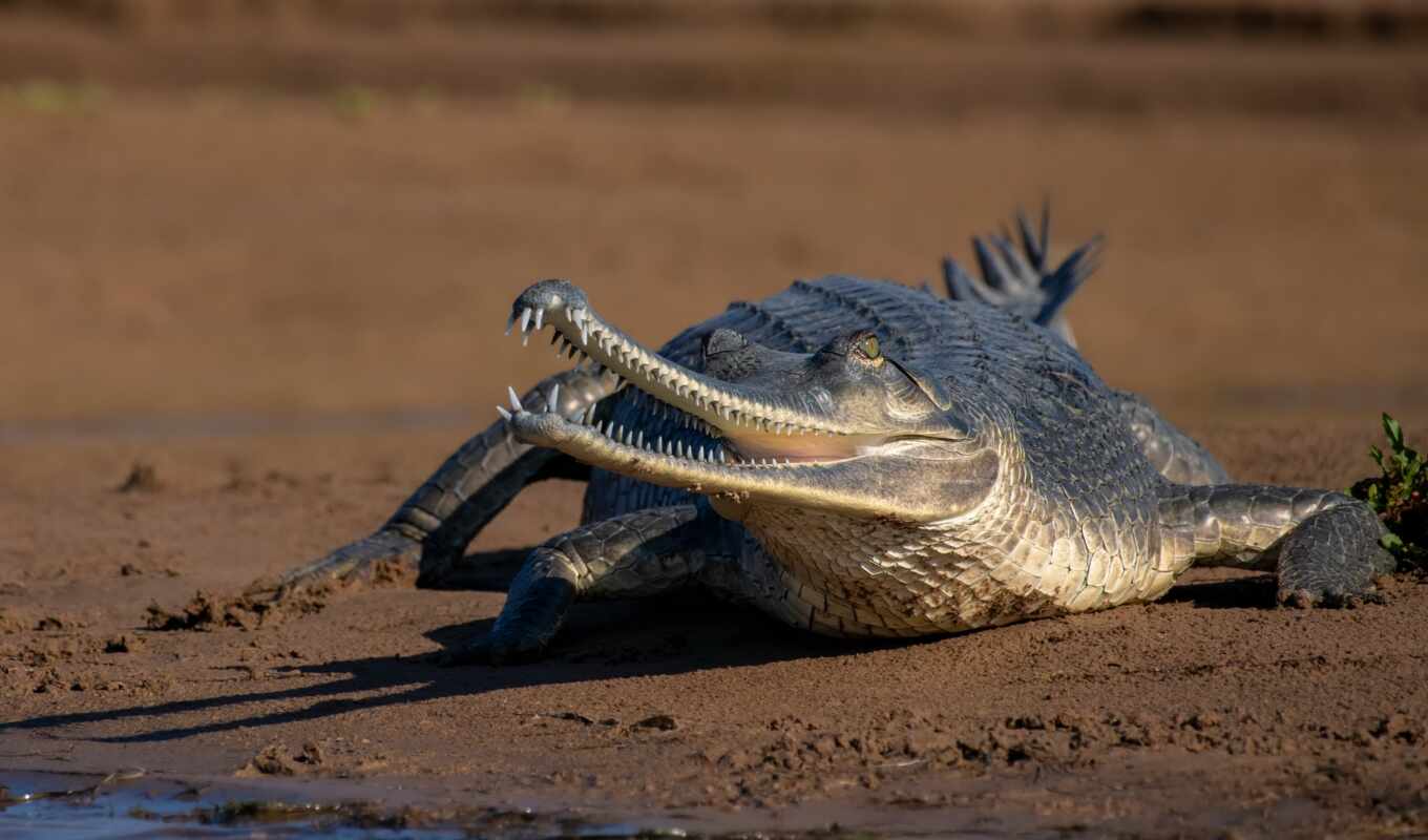 песок, крокодил, stoloboi