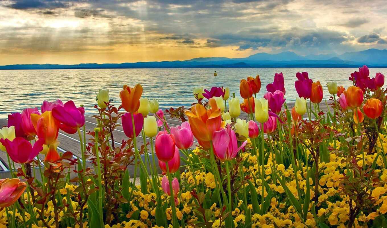 lake, sky, flowers, colorful, sunset, water, spring, tulip