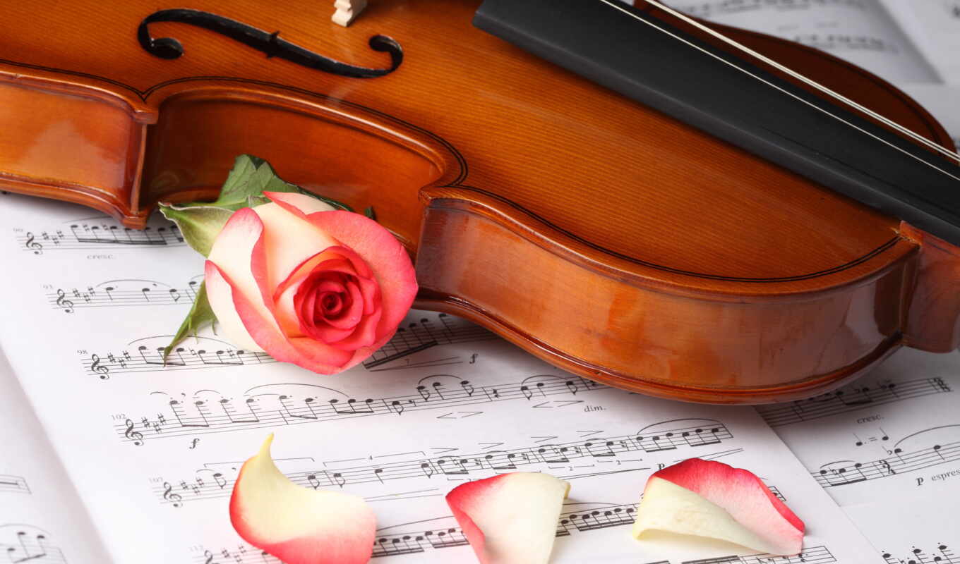 flowers, music, violin, takeoff