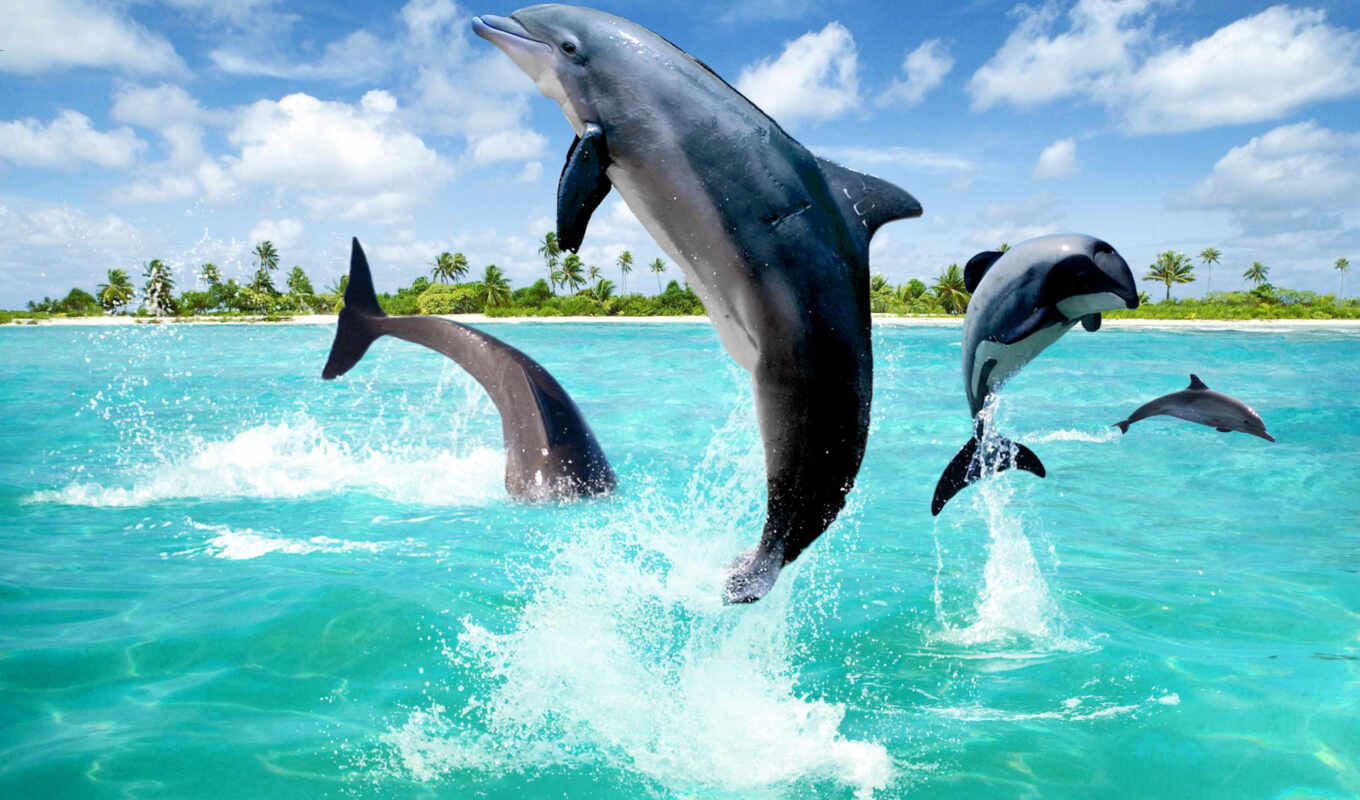 Прыгающие дельфины загрузить