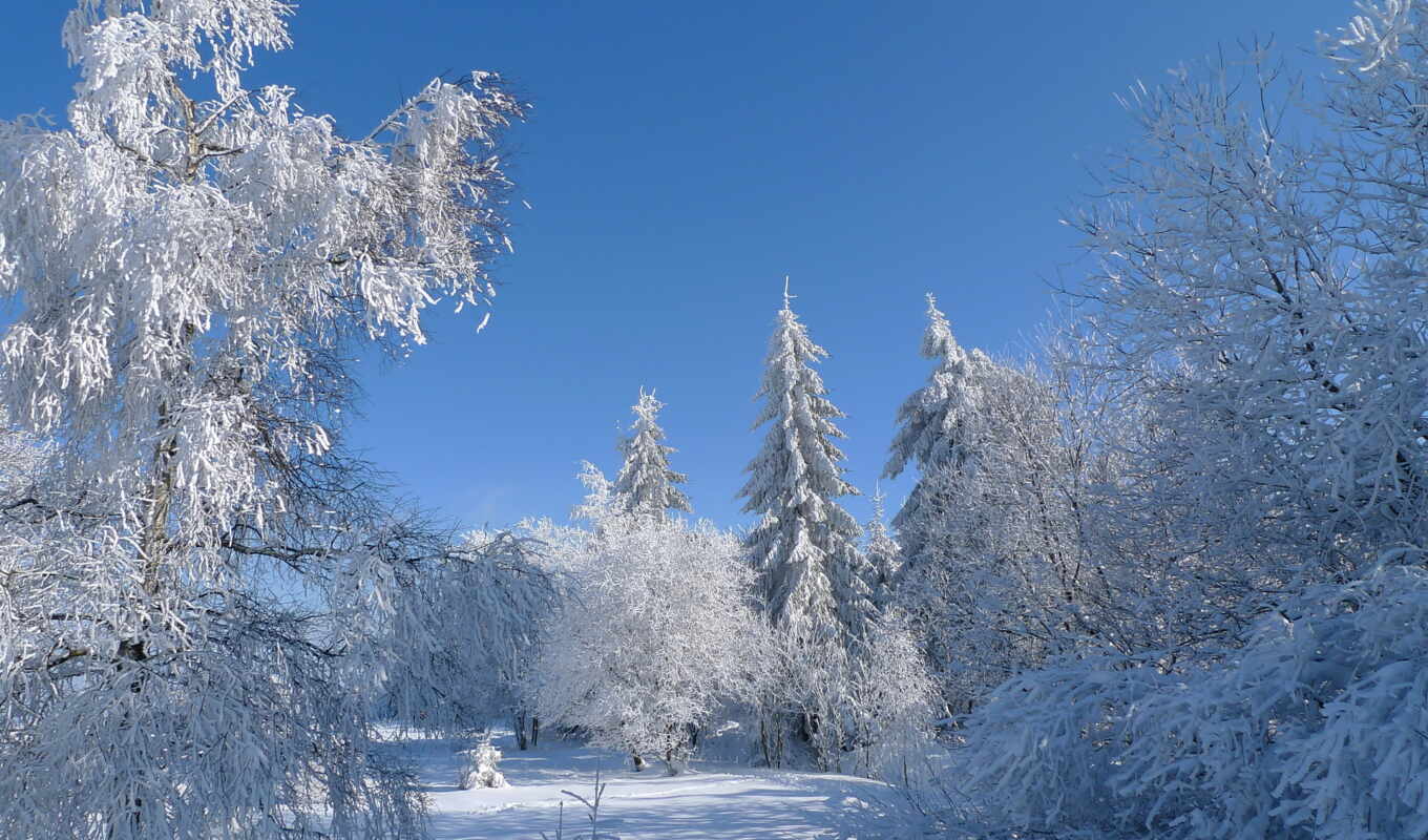 sky, frost, snow, winter, trees