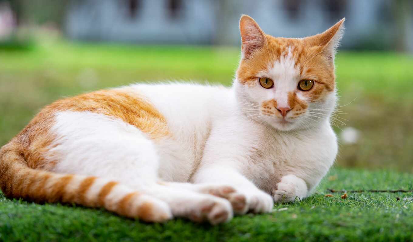 white, red, eyes, cat, have, shutterstock, spot