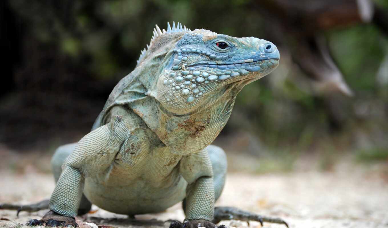 фото, blue, iguana, cayman