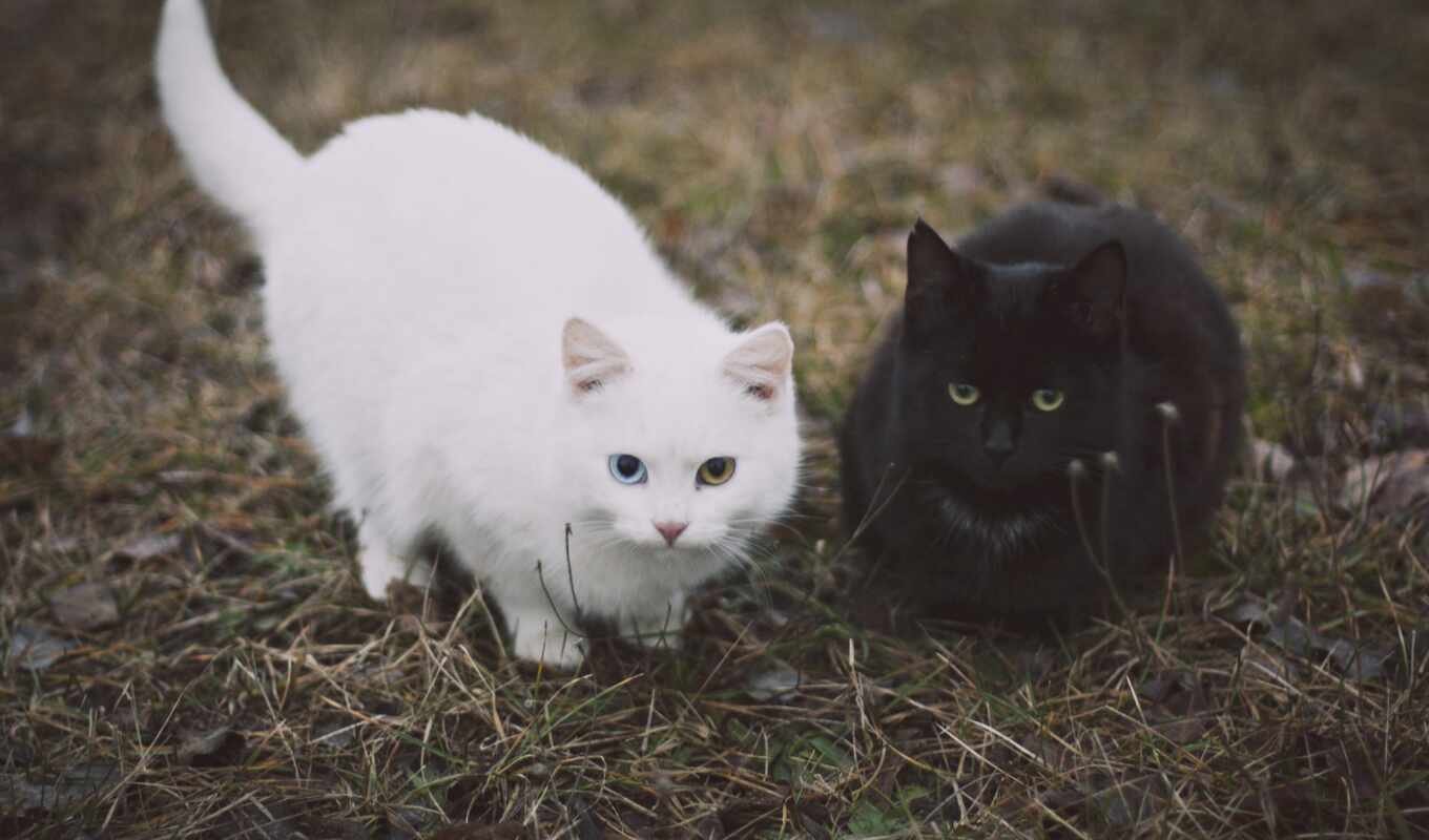 black, love, white, кот, cute, see, коты, animal, funny