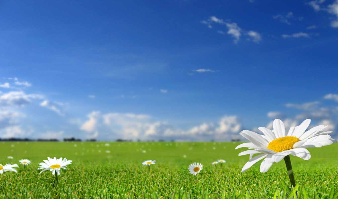 nature, sky, photo, flowers, summer, grass, file, the format, funart